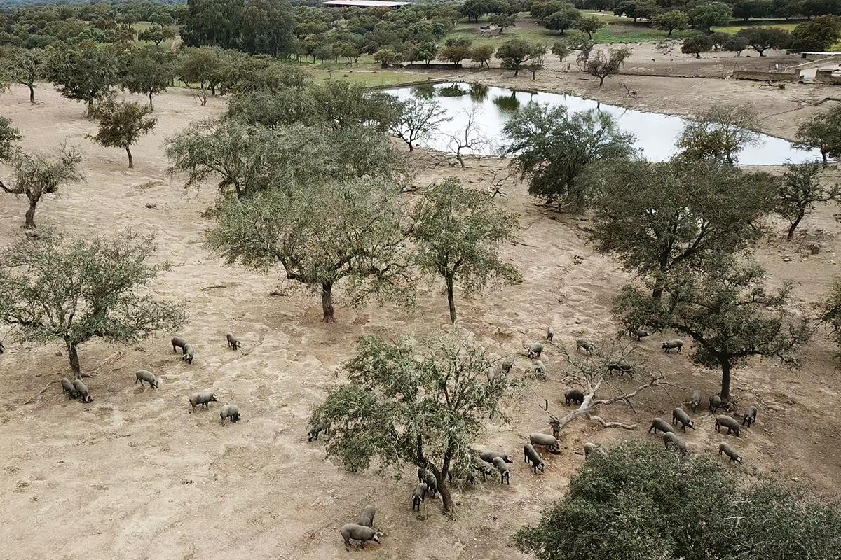 Descubre la Sierra de Aracena en Autocaravana: Un Viaje por la Naturaleza y el Jamón Ibérico